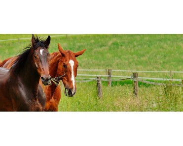 ≫ La doma natural en el adiestramiento de caballos