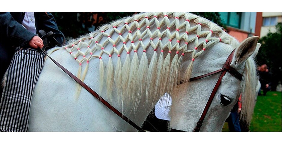 Amazoncom Glam  Tiza para el pelo de caballo equino 122436 colores  para el pelo de los niños y las mascotas color brillante lavable  temporal tinte para el cabello arte para peinar